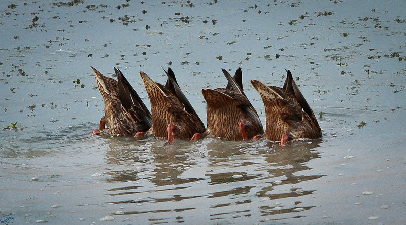 Four ducks feeding in the water, with their tails in the air