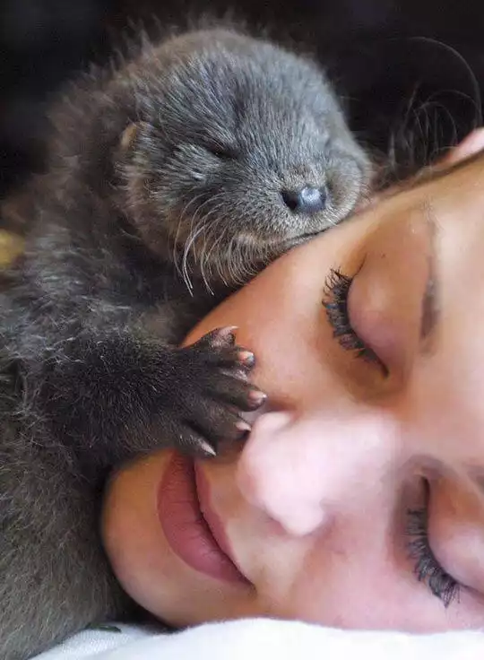 Otter and sleeping woman