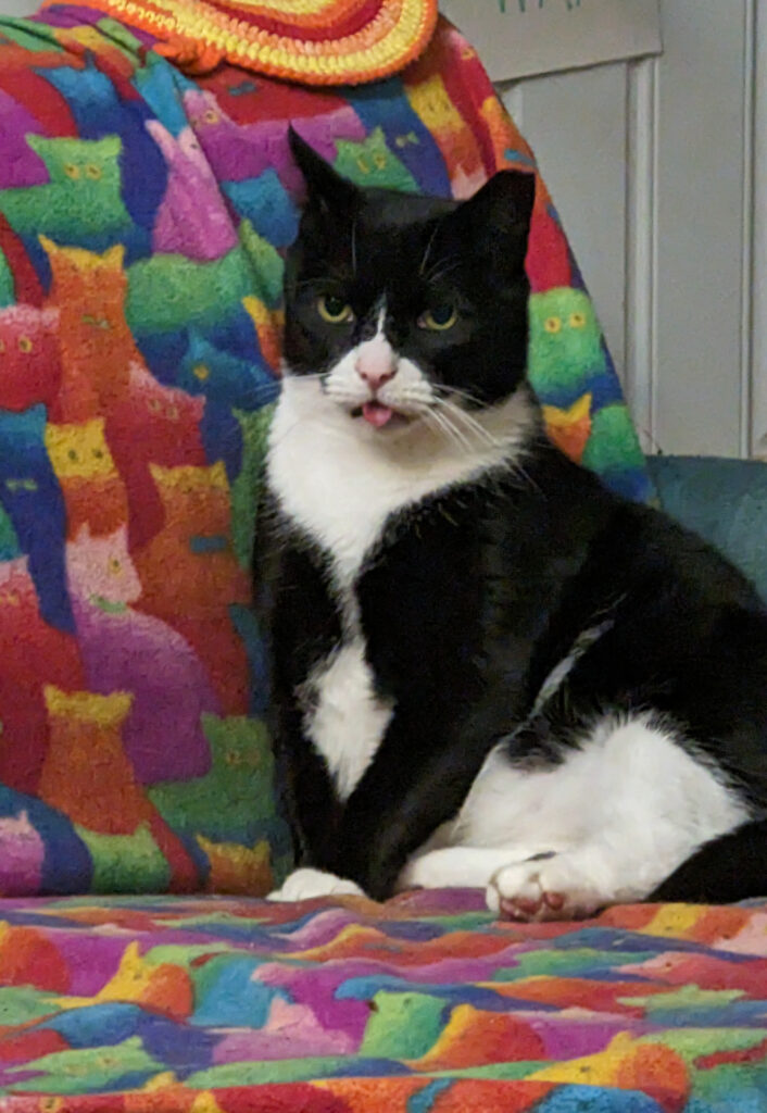 Black and white cat sits on sofa. The cat's tongue pokes out of its mouth. 