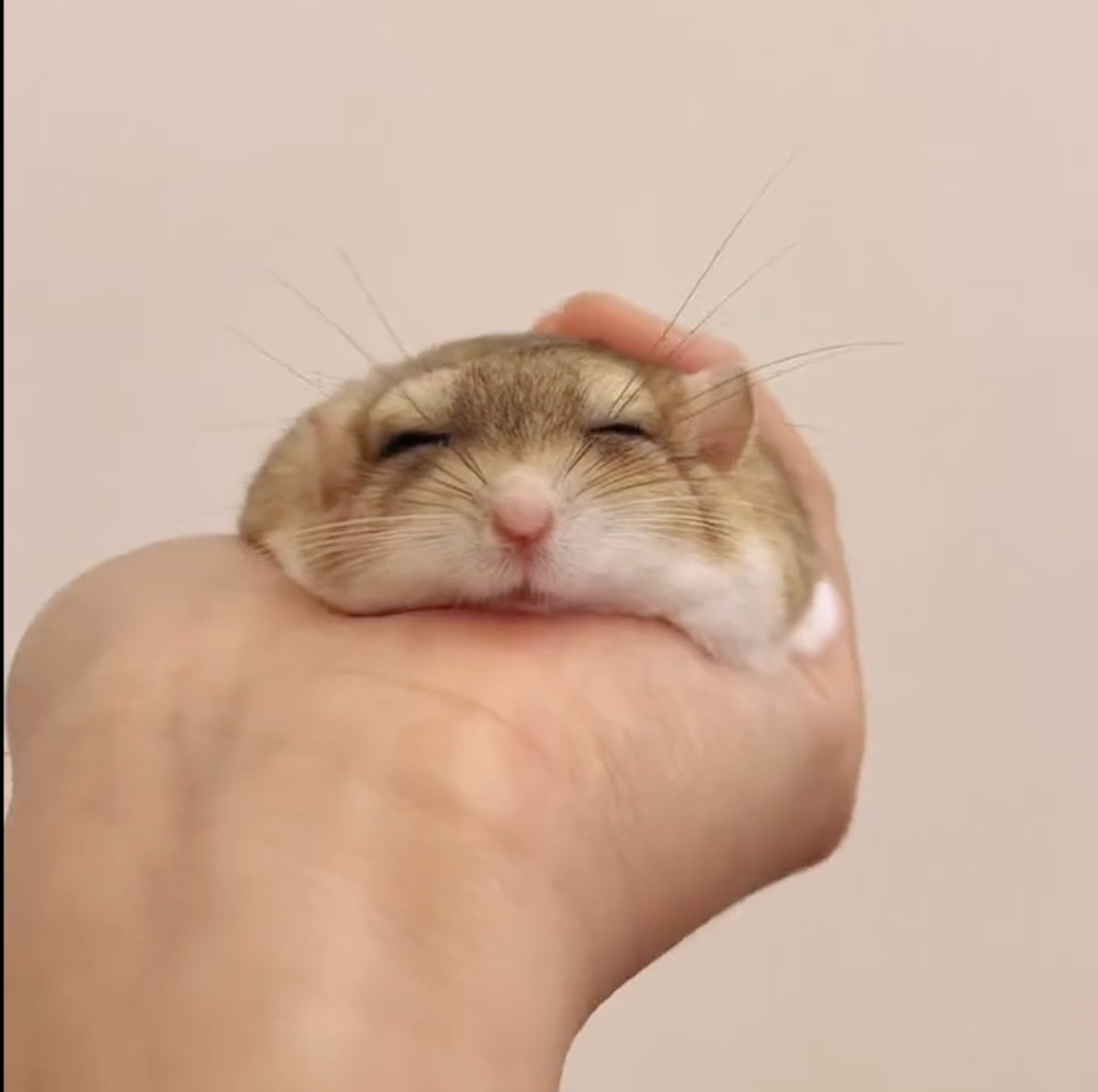 Hamster being held in a human hand, looking a little deflated