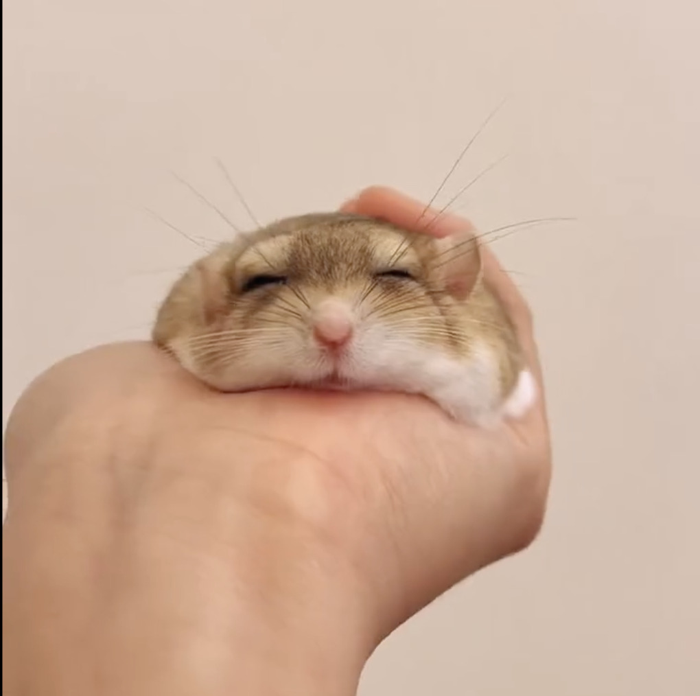 hamster-care-tips-cutetropolis