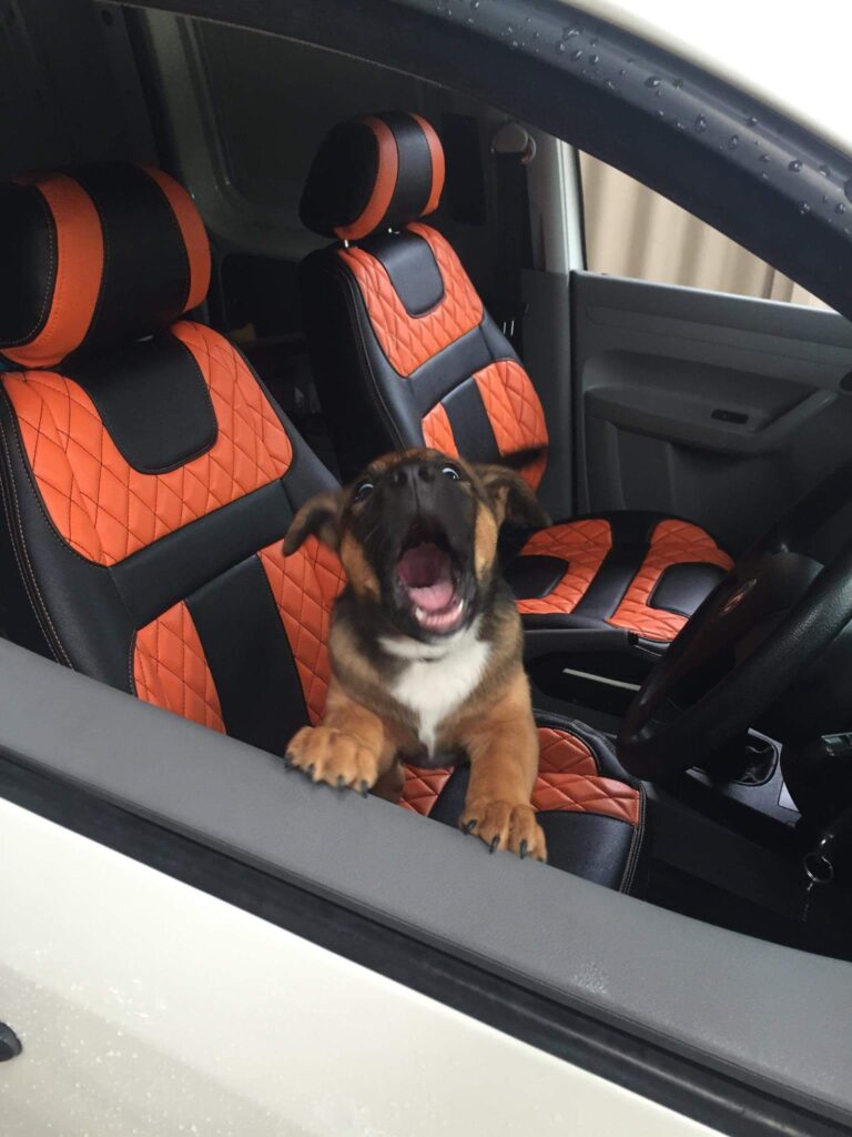 Barking puppy in car