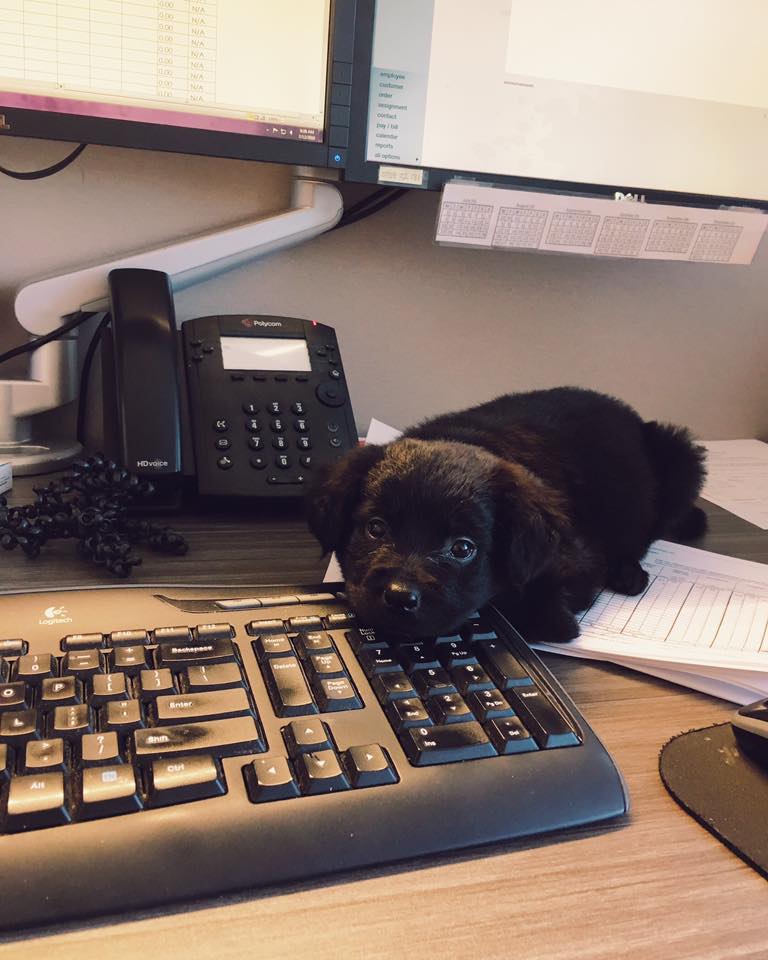 Cute black puppy lies on papers on an office desk, with black keyboard, monitor and phone