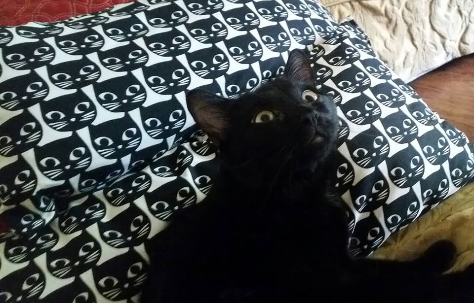 Cat in front of pillowcase with pattern made of cat faces 
