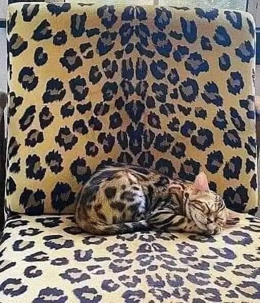 Cat with leopard spots sits on chair with matching pattern