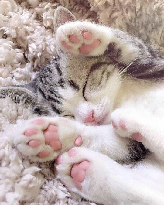 Kitten rests on her back with her paws in the air. 