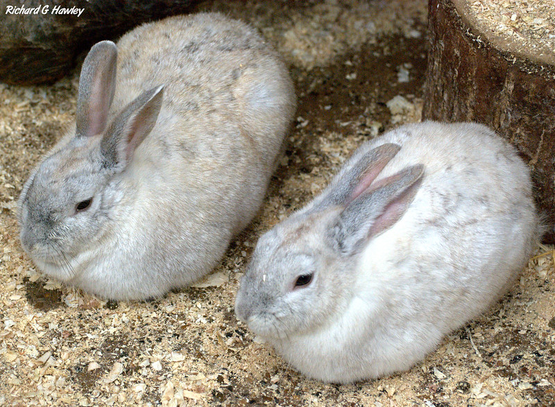 Two nearly identical rabbits