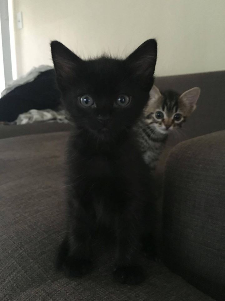 Black kitten looks at you. A smaller kitten peeks from behind it. 