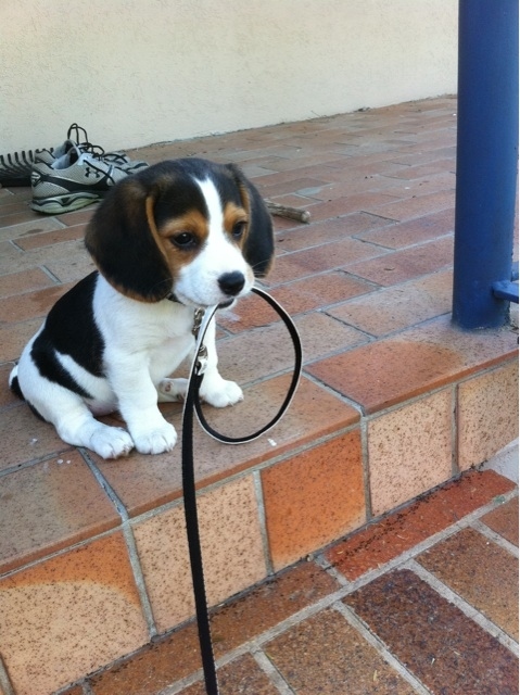 cute beagle puppy holds own leash in mouth.