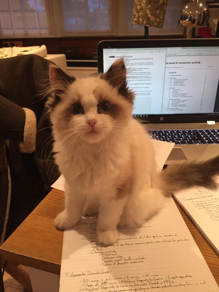 Cat sits on academic papers