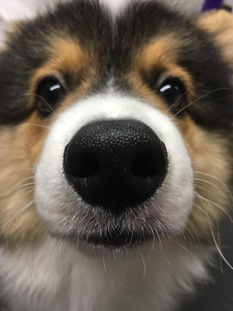 Close up of corgi dog face