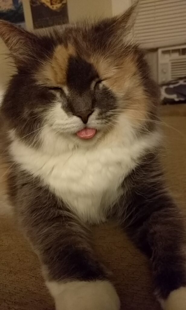 Cat with eyes closed and tongue out