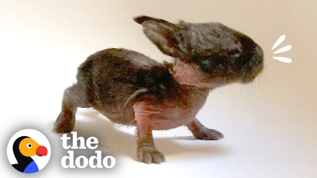 Very tiny baby rabbit