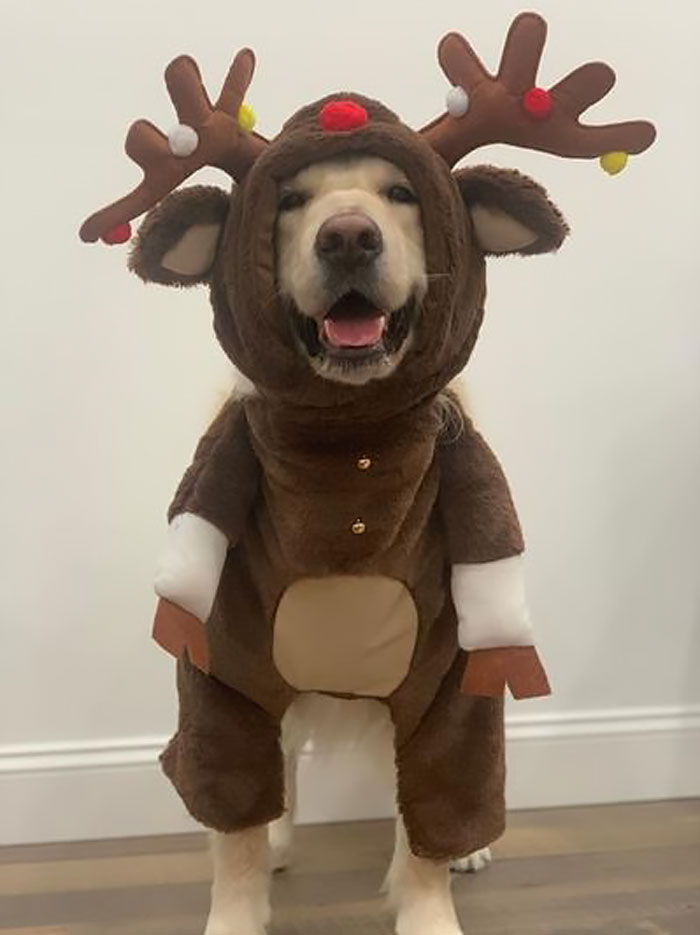 links-merry-christmas-cutetropolis