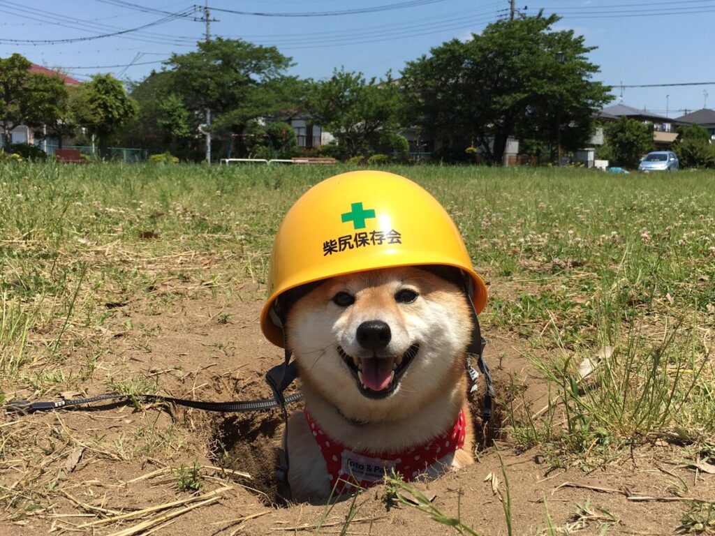 Shiba Inu dog pokes head out of hole in ground wearing a plastic safety helmet
