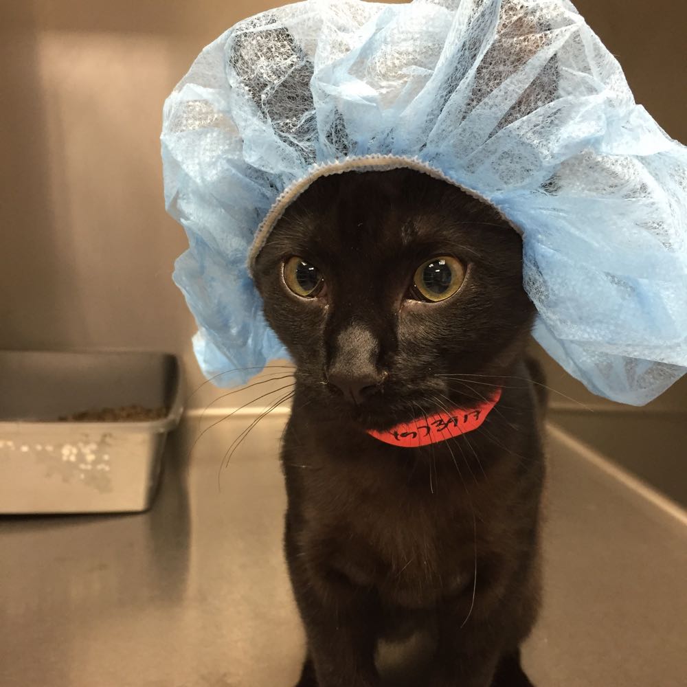 Doctor Cat, Please Report to Surgery \u2013 CUTETROPOLIS