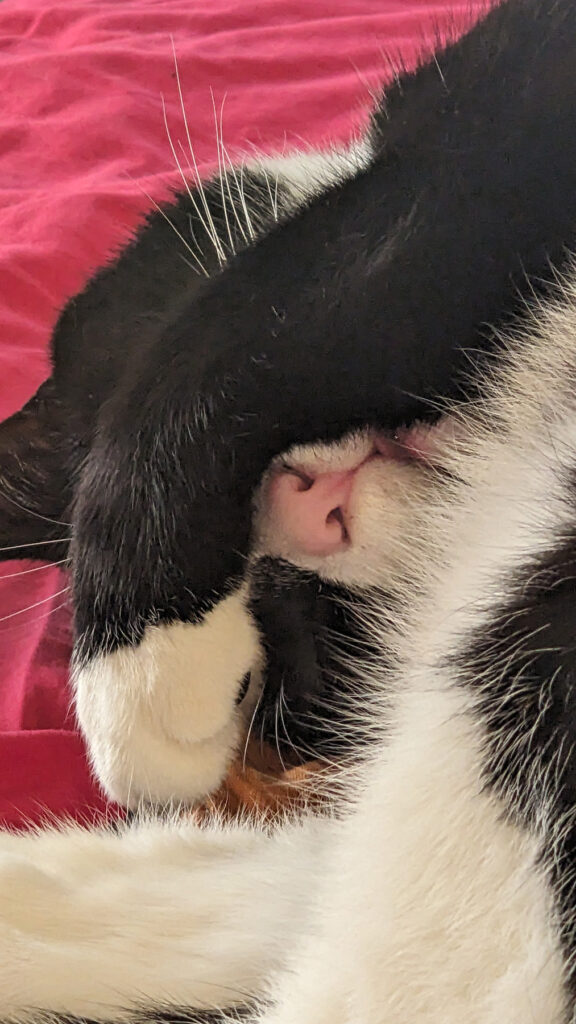 Closeup of cat face, centering on its perfect pink nose