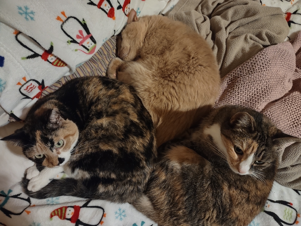 Three cats nap in a triangle formation, each one curled up