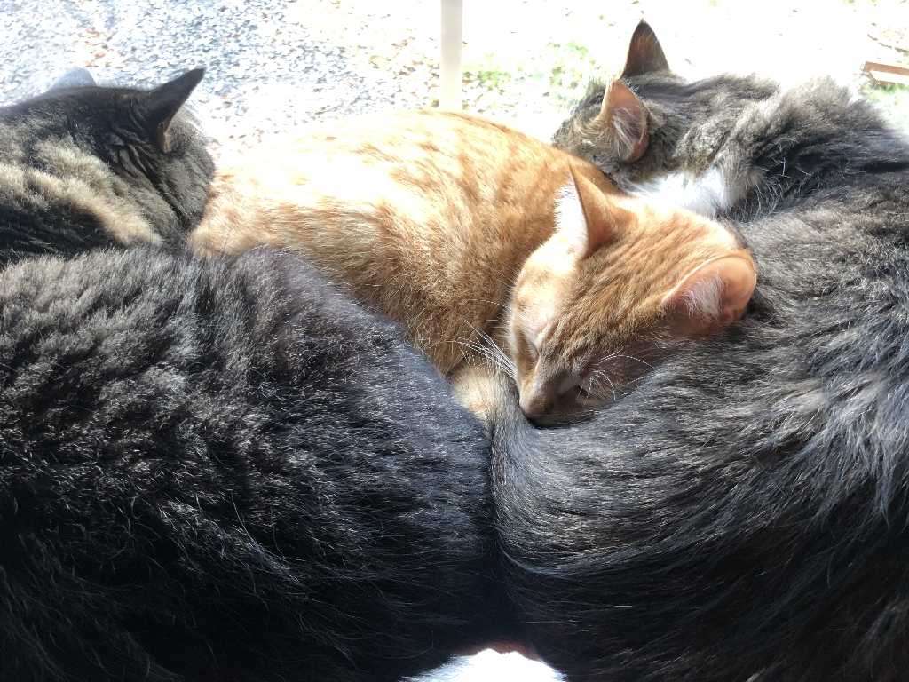 Three cats sleep curled up together