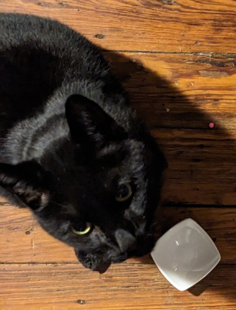 Black cat stares up at you below. On the floor are a small pill and an empty bowl