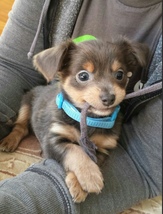 Cute puppy sits in human's lap, chewing the cord from his hoodie