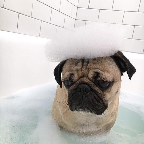 Dog in bath with a cloud of soap suds on its head. 