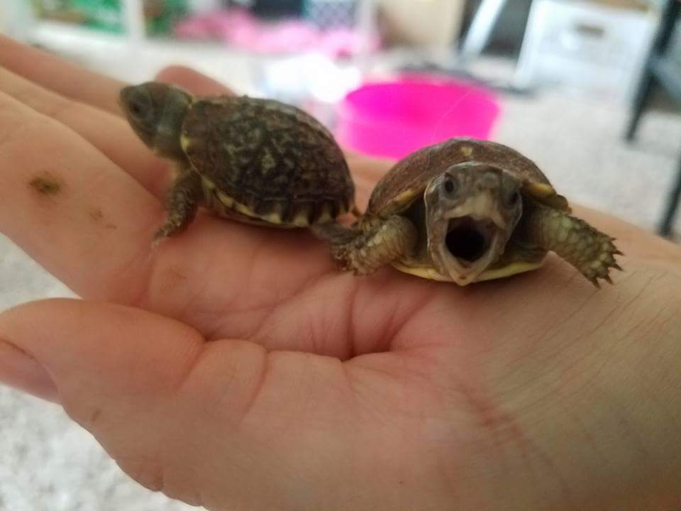 Two baby turtles in an open hand. One faces the camera with its mouth agape.