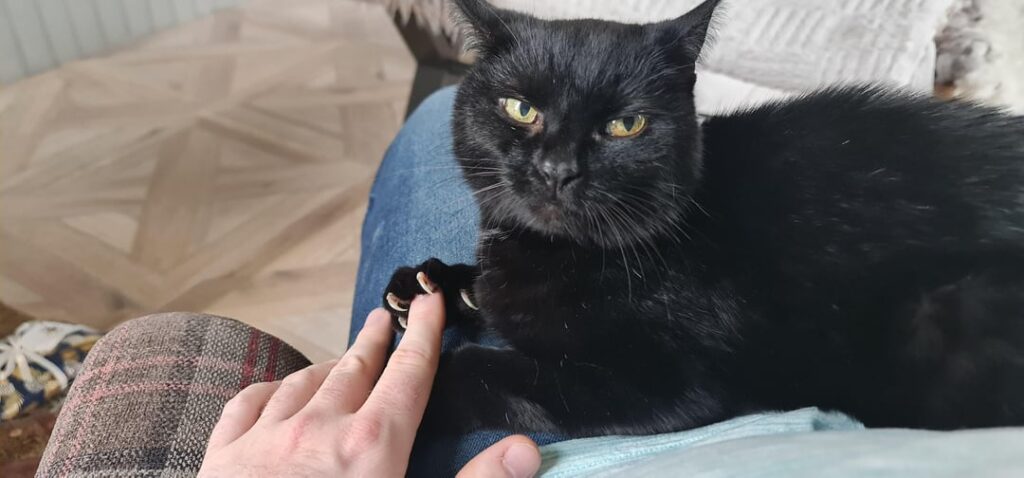 Black cat touches human finger, revealing four sharp claws