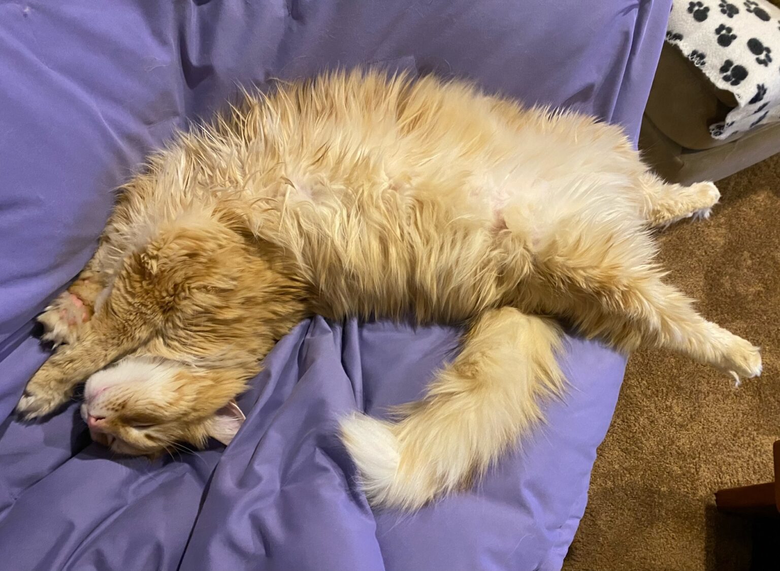 Weekend Open Thread CUTETROPOLIS what-does-mean