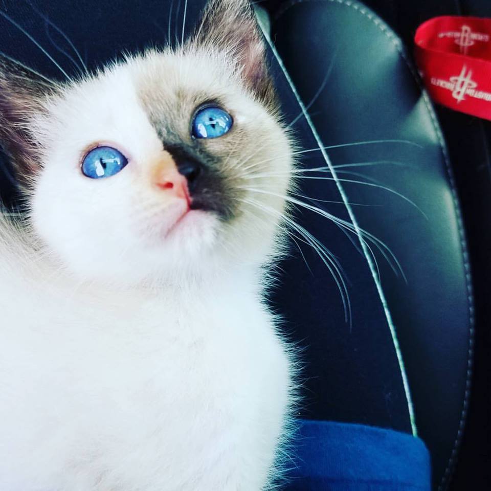 Cute white kitten with a gray pattern on one side of her face.