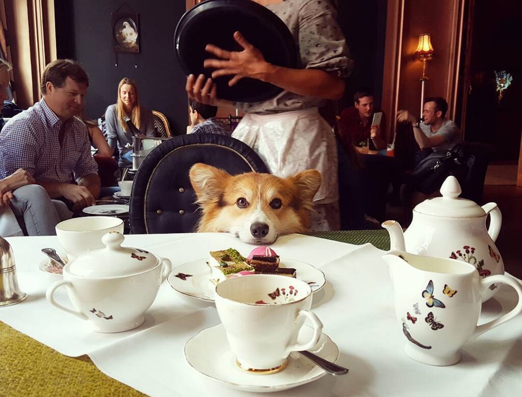 Corgi dog rests her chin on the table of a fancy restaurant, with tea cups nearby