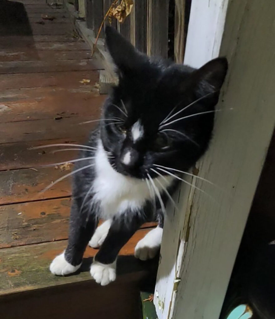 Black and white cat stands near door 