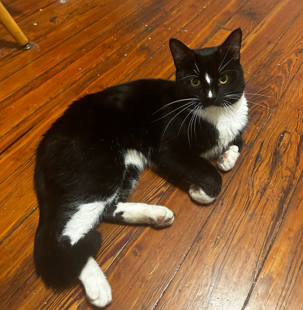Black and white cat lies on wooden floor. 