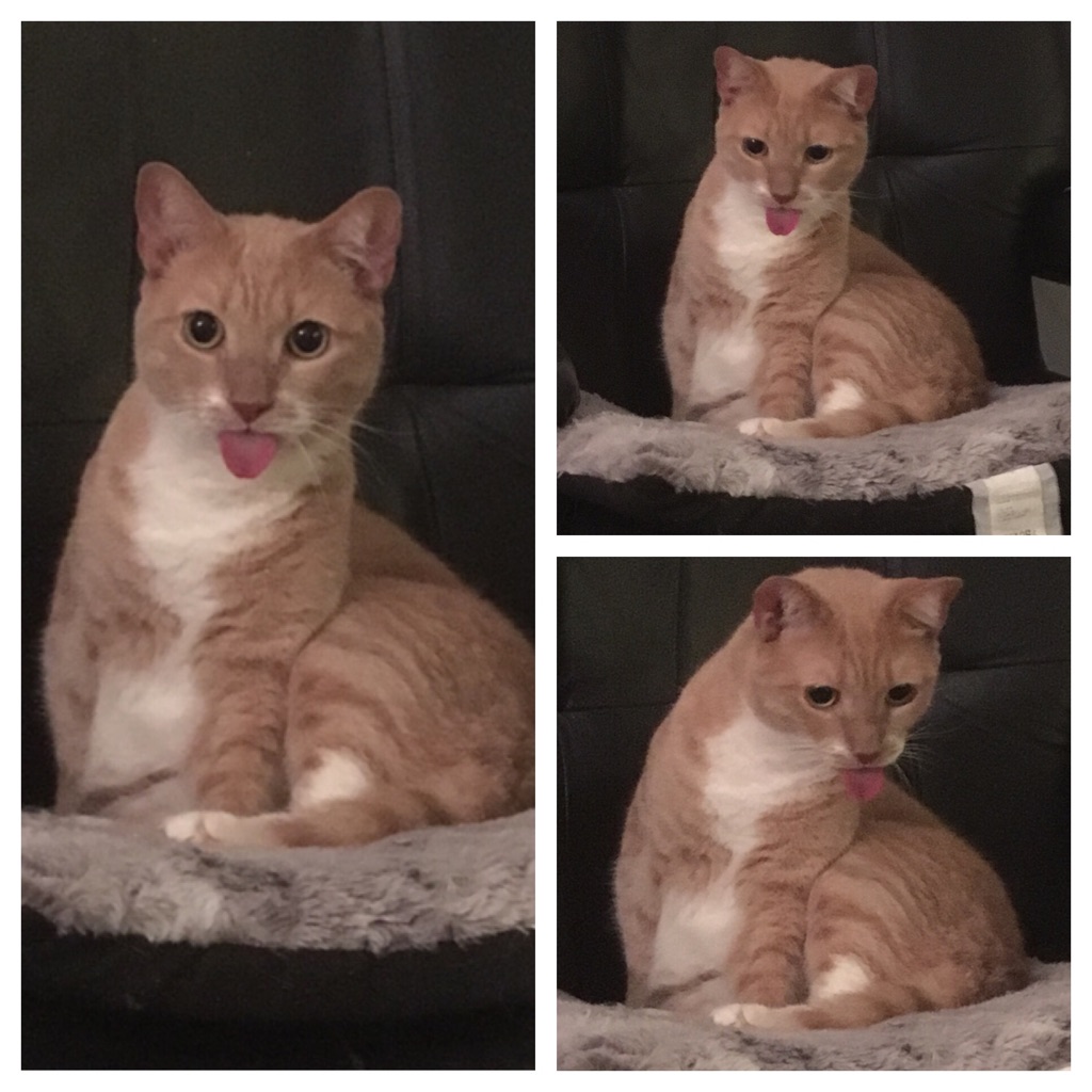 Cat sits with tongue sticking out