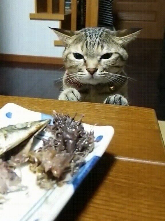 cat looks disapprovingly at a particularly unpleasant looking fish dish