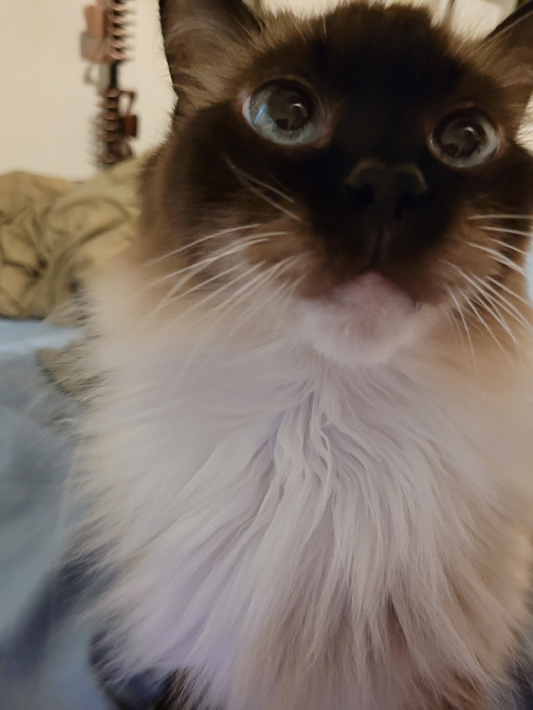 Beautiful cat gazes at a spot just behind you. 