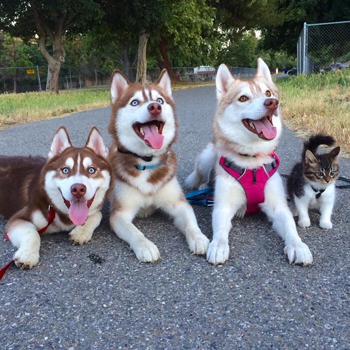 Three husky dogs and a kitten outside all wearing harnesses