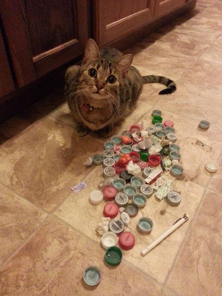 Cat poses next to large collection of plastic bottle caps