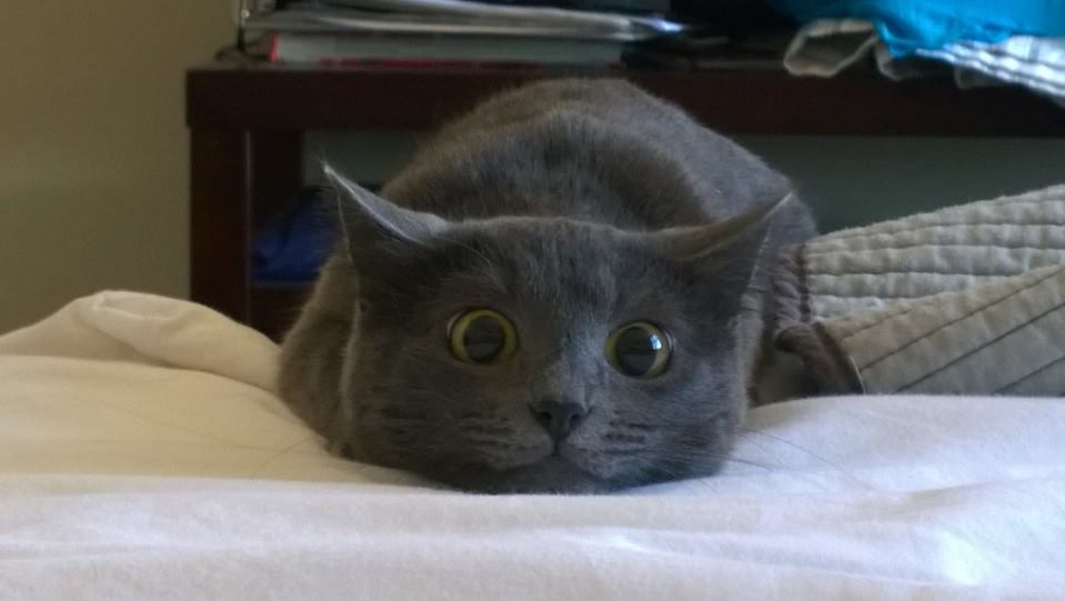 dark grey cat rests chin on bed, staring at you with wide pupils