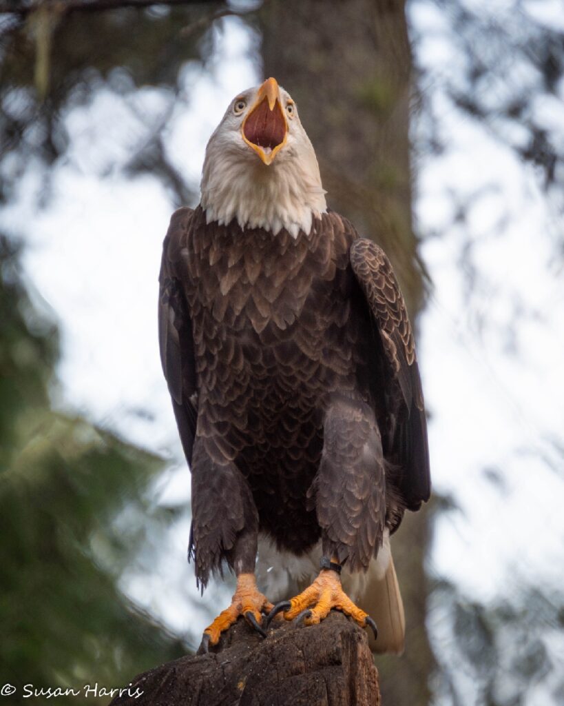 Bald eagle perches on branch with mouth open