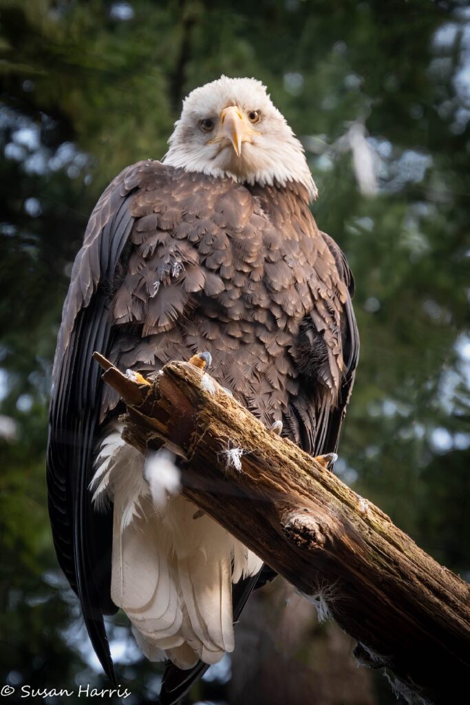 Eagle looks at you sheepishly with head tilted to one side. 