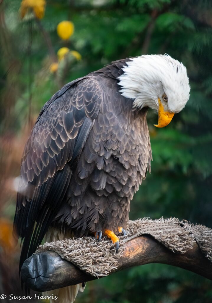Eagle looks down
