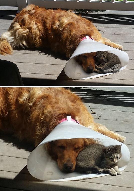 Two photos, each showing a golden labrador retriever wearing a plastic protective cone on its head. Sleeping inside the cone is a small gray kitten.