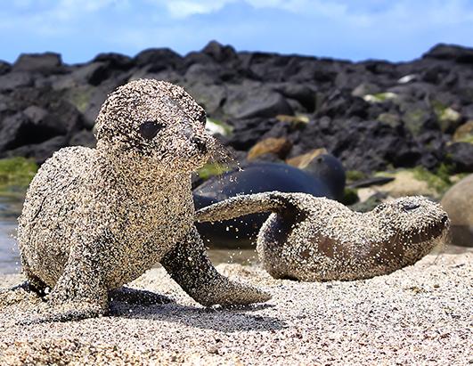 Sea lion pups rolling in sand so that they are completely covered