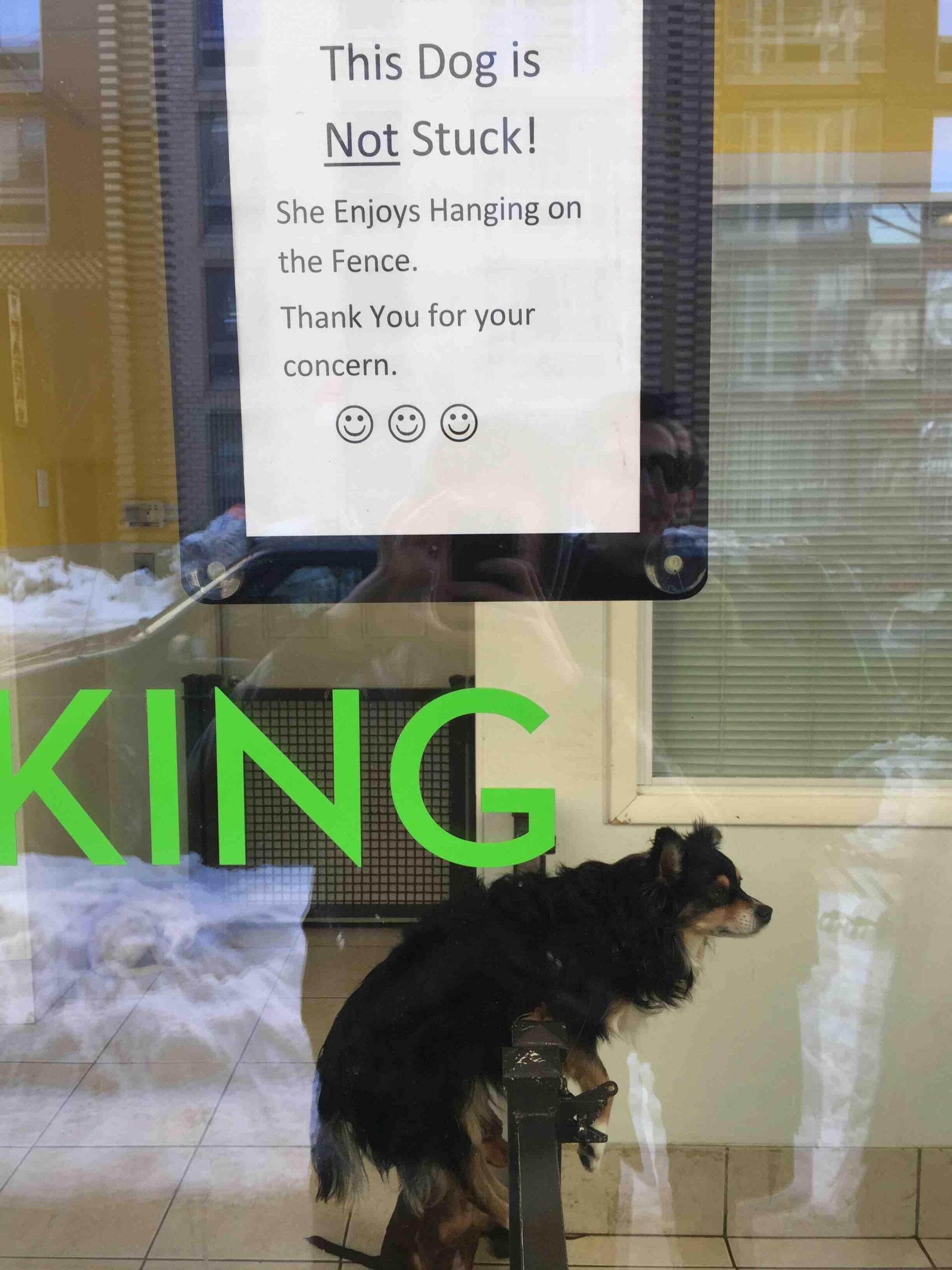 Photograph of a sign attached to a window that reads "This dog is not stuck! She enjoys hanging on the railing." Below the sign appears the dog in question, hanging on the railing.