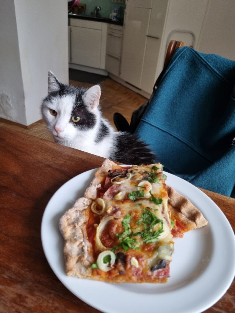 Cat sits at a dining room table, looking at an appetizing slice of pizza.