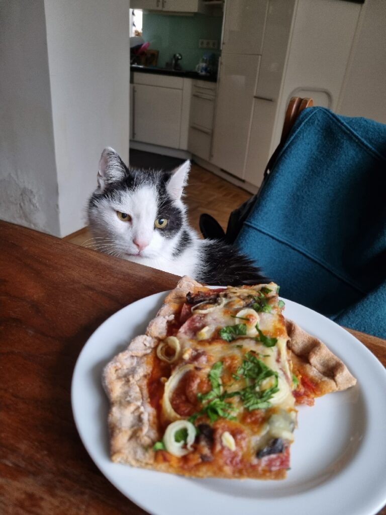 Cat sits at a dining room table, looking at an appetizing slice of pizza.