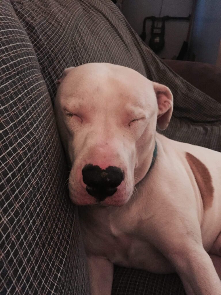 Close up of a pitbull puppy with heart shape on its nose