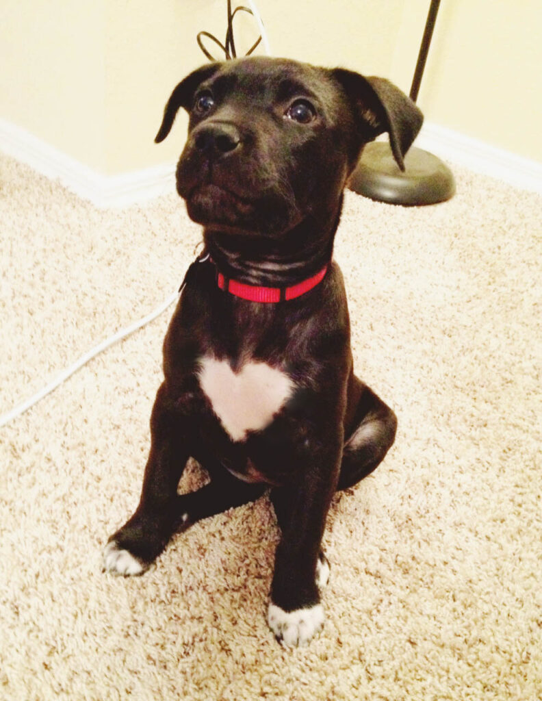 Black puppy with white heart pattern in middle of chest