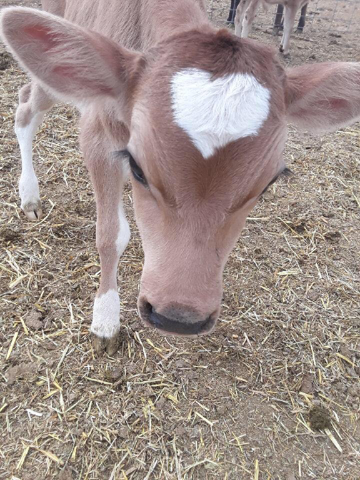 Cow with white heart pattern on forehead